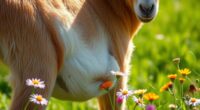 detect goat pregnancy early