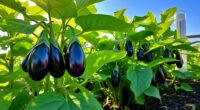 eggplant growing temperature tips