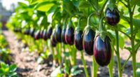 eggplant height and planting