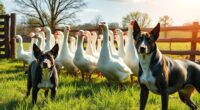 guarding livestock geese or dogs