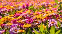pollinator attracting flower varieties
