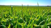 august cover crop options