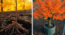 bare root versus container planting
