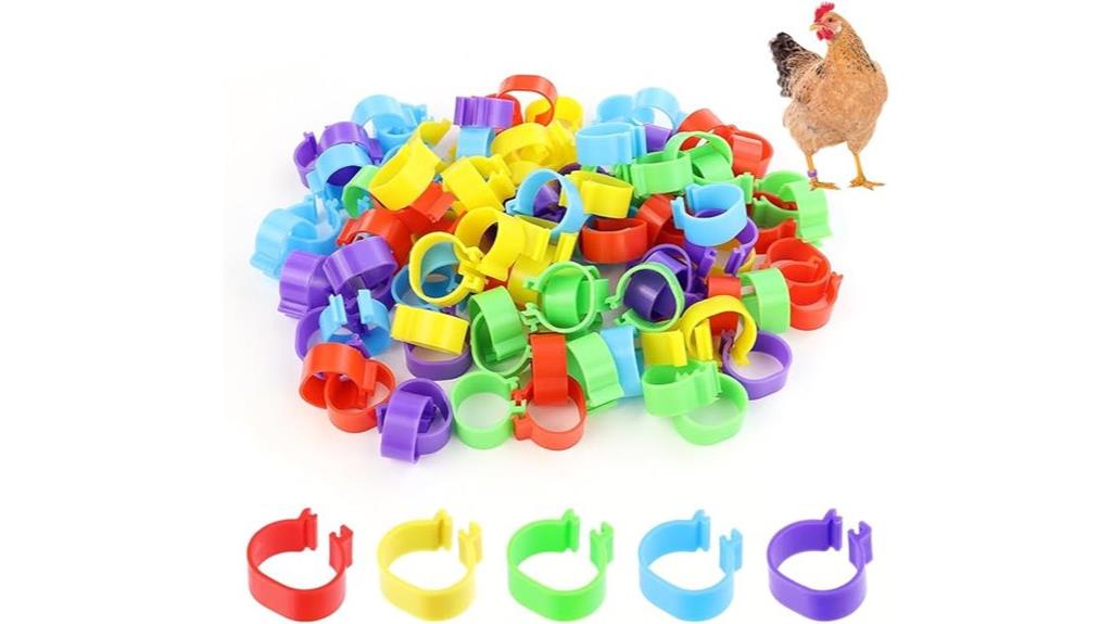 chicken band set