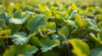 controlling potato late blight
