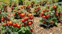 durable tomato cage options