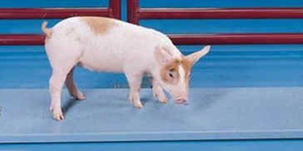 heavy duty animal weighing scale