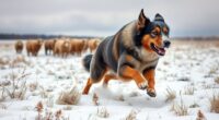herding dogs cold weather training