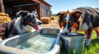 hydrate farm dogs properly