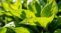 mid season foliar feeding tips