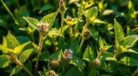mid summer medicinal plants