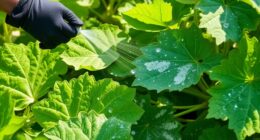 preventing squash mildew