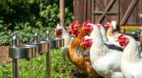 top poultry waterer picks