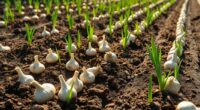 plant garlic and onions