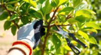 post harvest fruit tree pruning