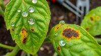 identifying and managing plant diseases