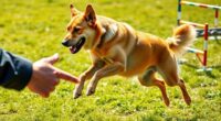 pet emergency response training