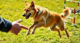 pet emergency response training
