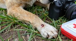animal bite injury protocol