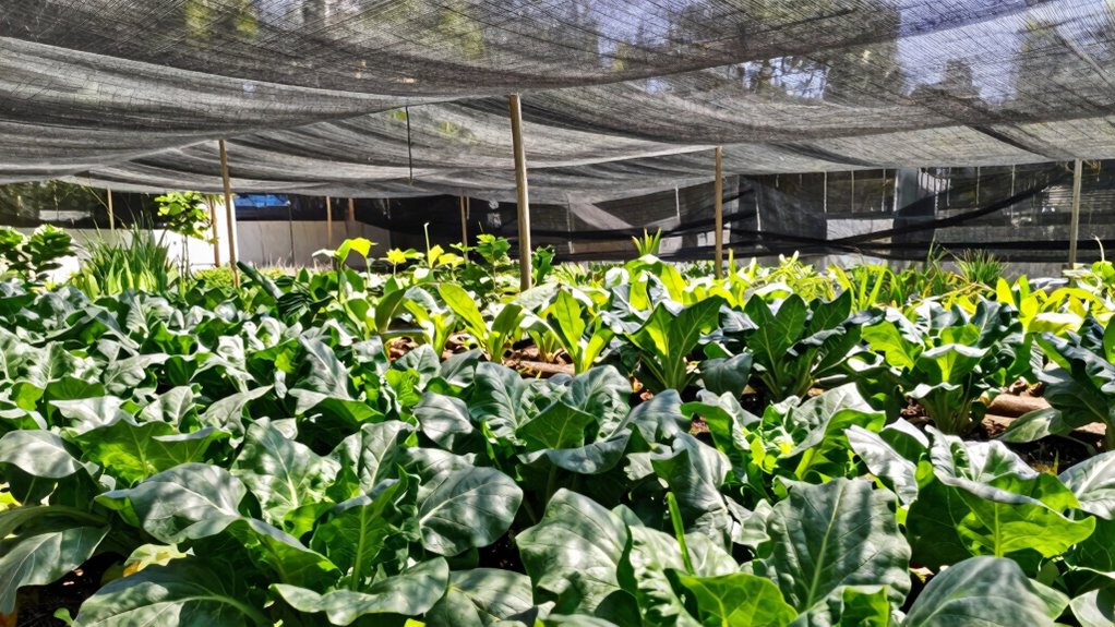 choosing optimal shade percentage