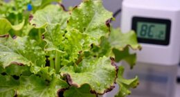 ec levels indicate nutrient burn