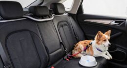 pet car evacuation setup