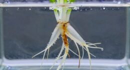 root browning in dwc