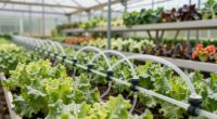 top greenhouse drip irrigation options