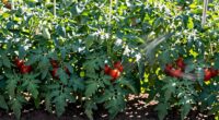 airflow enhances dense plantings