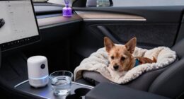 calm pets during emergencies