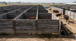 corral layout influences handling experience