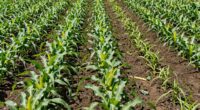 costly crop spacing errors