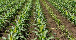 costly crop spacing errors