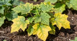 detect nutrient deficiencies early