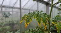 excess humidity harms plants