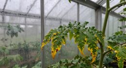 excess humidity harms plants