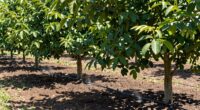 grouped trees improve watering