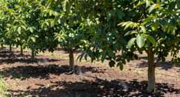 grouped trees improve watering