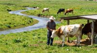 introducing new herd members