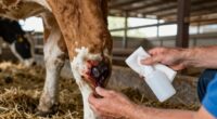 livestock first aid essentials