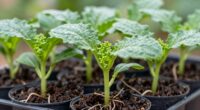 maintain sturdy seedling growth