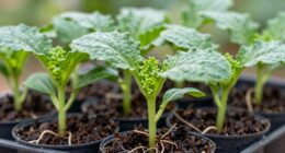 maintain sturdy seedling growth