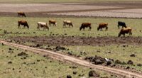 mistakes in rotational grazing