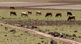 mistakes in rotational grazing