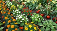 optimize companion planting spacing