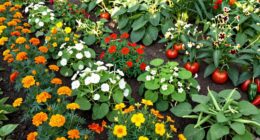optimize companion planting spacing