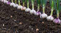 prepare soil for planting