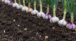 prepare soil for planting