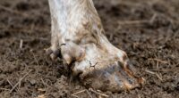 prioritize hoof health care