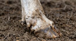 prioritize hoof health care